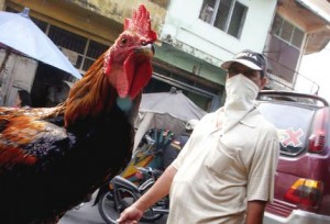  Kabar umum: Flu burung landa 6 kabupaten