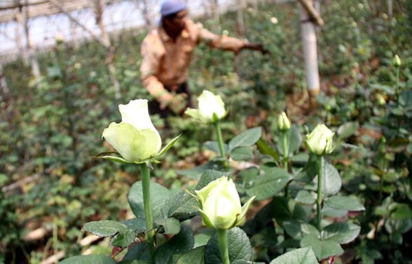  FOTO: Petani mawar Kab. Bandung Barat 