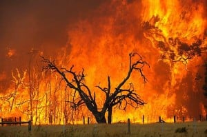  Banjir beres, Australia hadapi ancaman kebakaran hutan