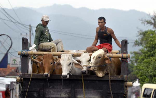  FOTO: Pemerintah targetkan swasembada daging 