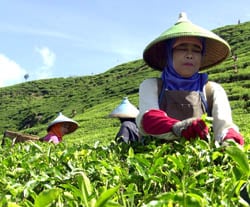  Produksi teh rakyat Jabar anjlok 40%