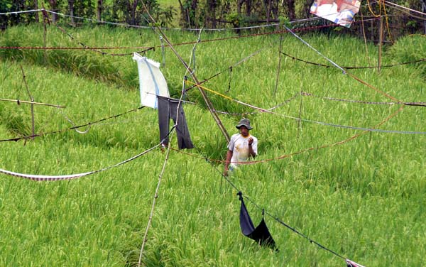  FOTO: Dana surplus beras 10 ton 