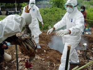  163 Warga Garut diinvestigasi terkait flu burung dalam kabar umum Jabar (25/2)