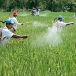  Serangan hama di Karawang mulai reda