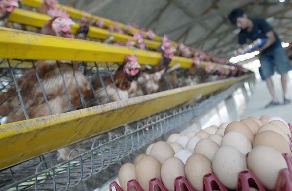  FOTO: Panen Telur Ayam Negeri