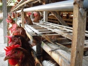  Lelang pengadaan pakan itik dan ayam bagi usaha kecil Rp668 juta