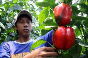  Petani paprika Lembang sulit penuhi permintaan ekspor