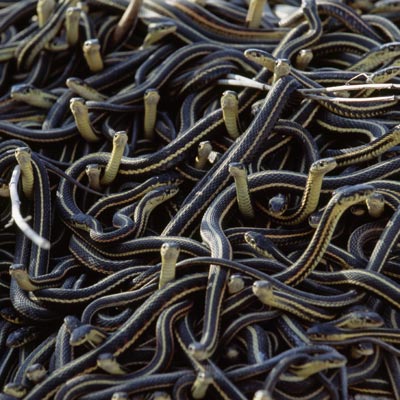 Porno multfilm: Qiz va yetti mitti