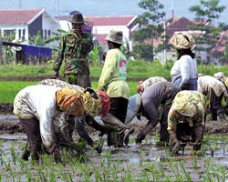  Kabar ekonomi: Petani atur volume produksi