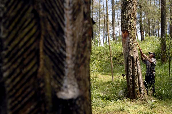  FOTO: Hujan turunkan hasil sadapan getah pinus