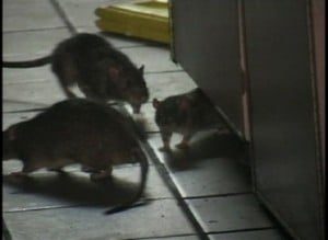  Masalah tikus di New York rusak pariwisata 