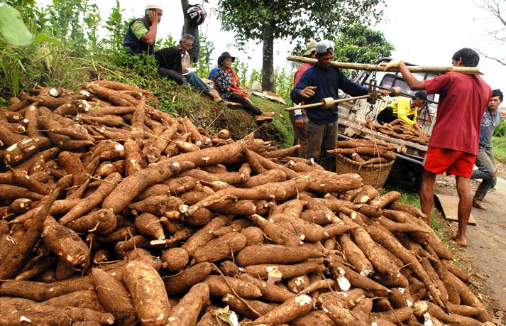  FOTO: Panen ubi kayu (singkong) di Kab. Bandung