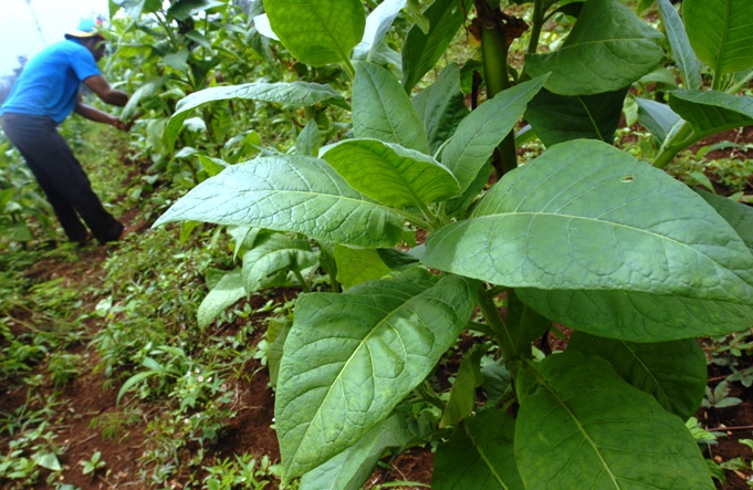  FOTO: Harga tembakau kering di Jabar melonjak