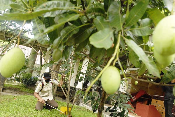  FOTO: Cegah serangan ulat bulu di Bandung