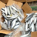  KKP reekspor 84 kontainer ikan impor ilegal