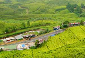  Tempat wisata Puncak Cianjur masih sepi pengunjung