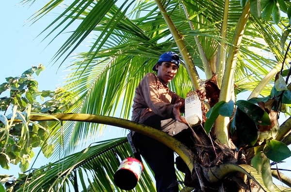  FOTO: Penyadap Sajeng (bahan gula merah dari putik pohon kelapa) 