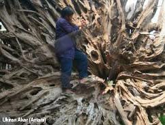  Ukiran akar kayu Sukabumi tembus pasar Eropa