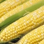  Hujan berkepanjangan di Amerika, harga jagung naik 2,6%