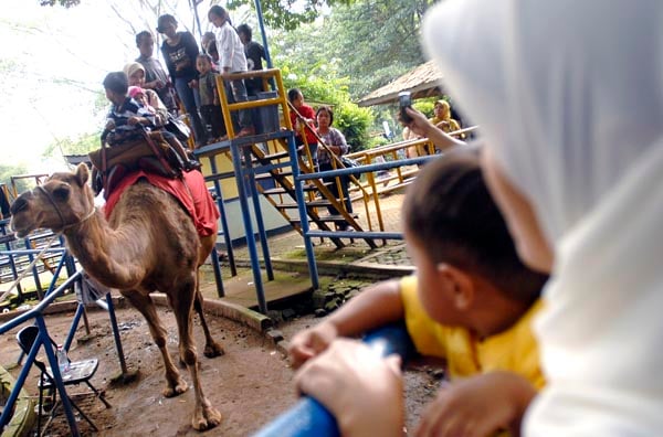  FOTO: Wisatawan serbu Kebun Binatang Bandung