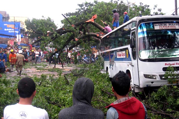  FOTO: Satu unit bus rusak tertimpa pohon tumbang 