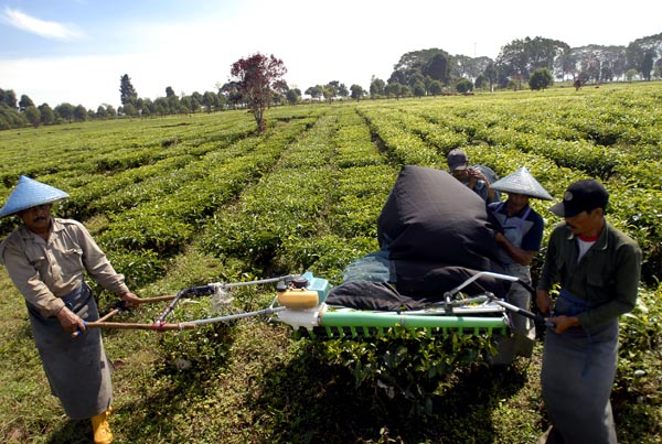  FOTO: Upah pemetik teh Rp300 per kg