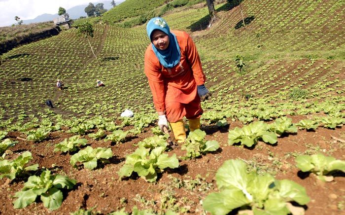  FOTO: Curah hujan tekan harga sawi