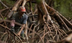  Atasi abrasi, Pemkab Karawang tanam mangrove Rp146 juta 