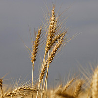  Musim kering dongkrak harga gandum hingga 20%