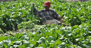  Hanya 30% lahan sayur di Cianjur yang bisa dipanen