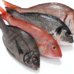  Petambak pantura beralih ke ikan air tawar