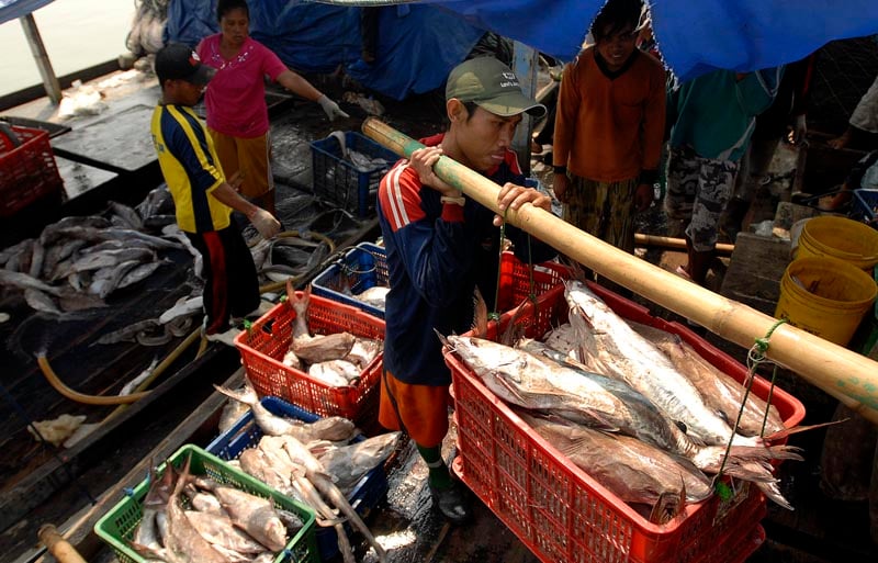  FOTO: 50 Hari melaut 5 ton ikan didapat