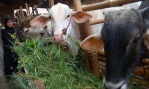  Populasi berkurang, harga sapi bibit malah turun