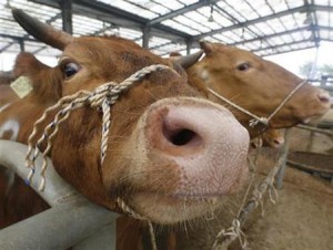 Disetop Australia, RI akan impor sapi dari AS & Meksiko