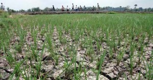  450 Ha sawah di Indramayu terancam kekeringan