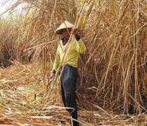  Musim kemarau, biaya panen raya petani tebu di Cirebon lebih hemat