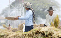  Tanaman padi di Cirebon terancam kekeringan