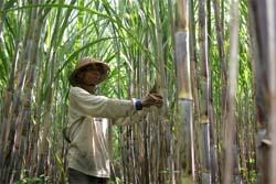  Pemerintah tambah 100.000 ha lahan tebu