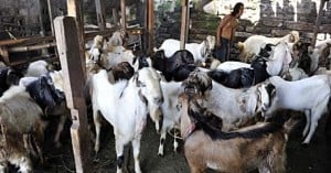  Peternak Indramayu mulai beli bibit kambing jantan