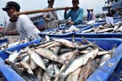  Pasokan seret, harga ikan laut melonjak