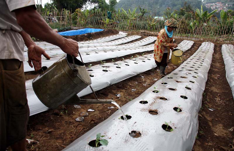  FOTO: Petani brokoli siapkan permintaan bulan Ramadan