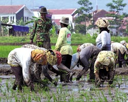  Luas lahan sawah di 12 kab/kota di Jabar turun