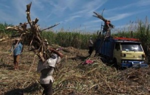  Ketersediaan lahan baru untuk tebu belum pasti
