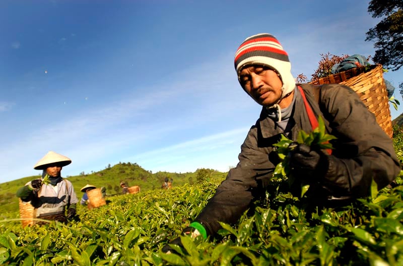  FOTO: Semua kebun teh rakyat ditargetkan dapat sertifikasi
