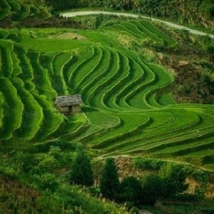  35.000 Ha sawah di Karawang terlambat masa tanam