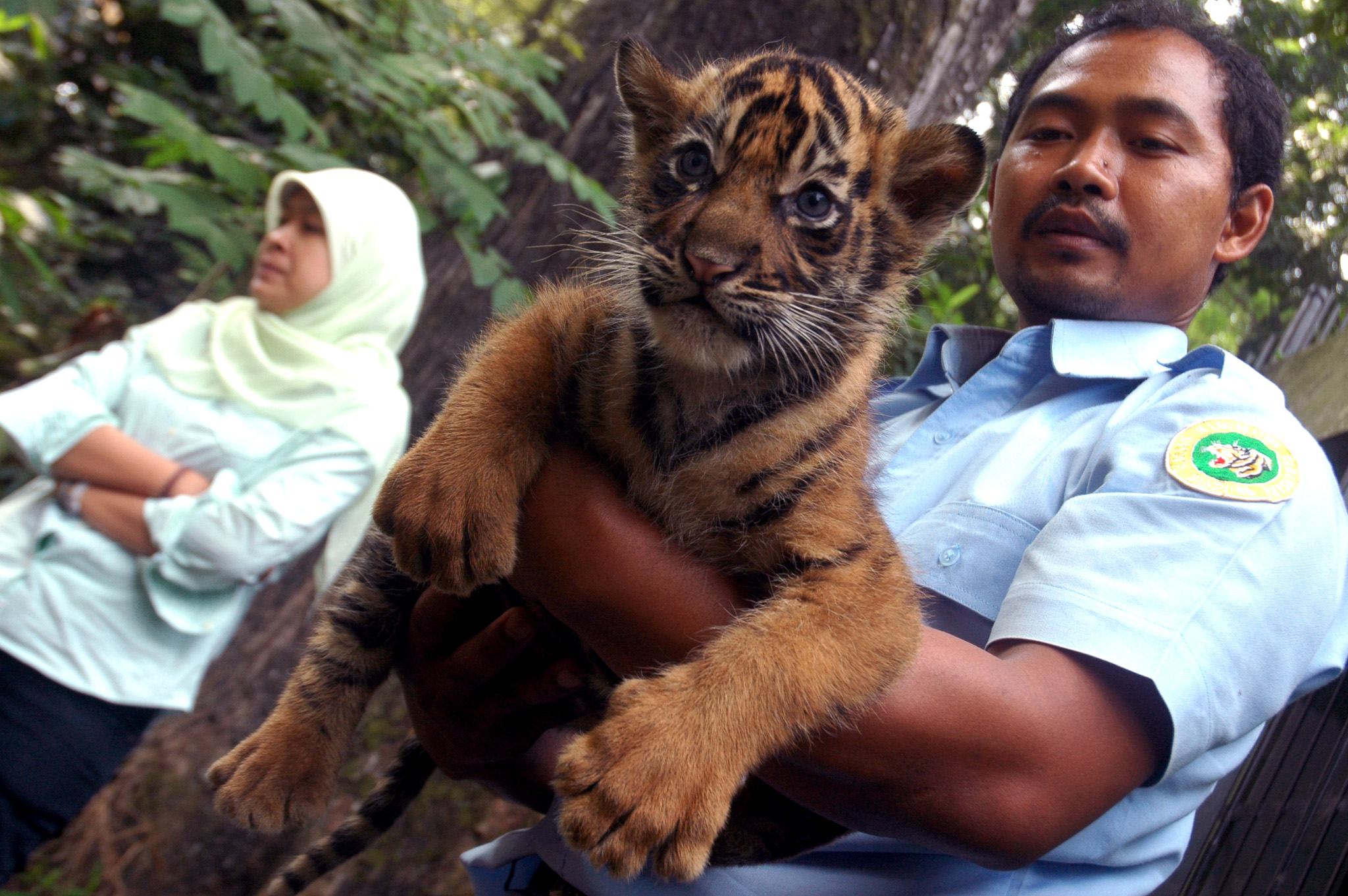  FOTO: Harimau penghuni baru Kebun Binatang Bandung