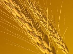  Harga gandum naik 9% dalam sepekan