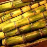  Panen tebu di Cirebon masuki periode lima