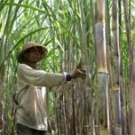  Target luas tanaman tebu Cirebon diduga meleset