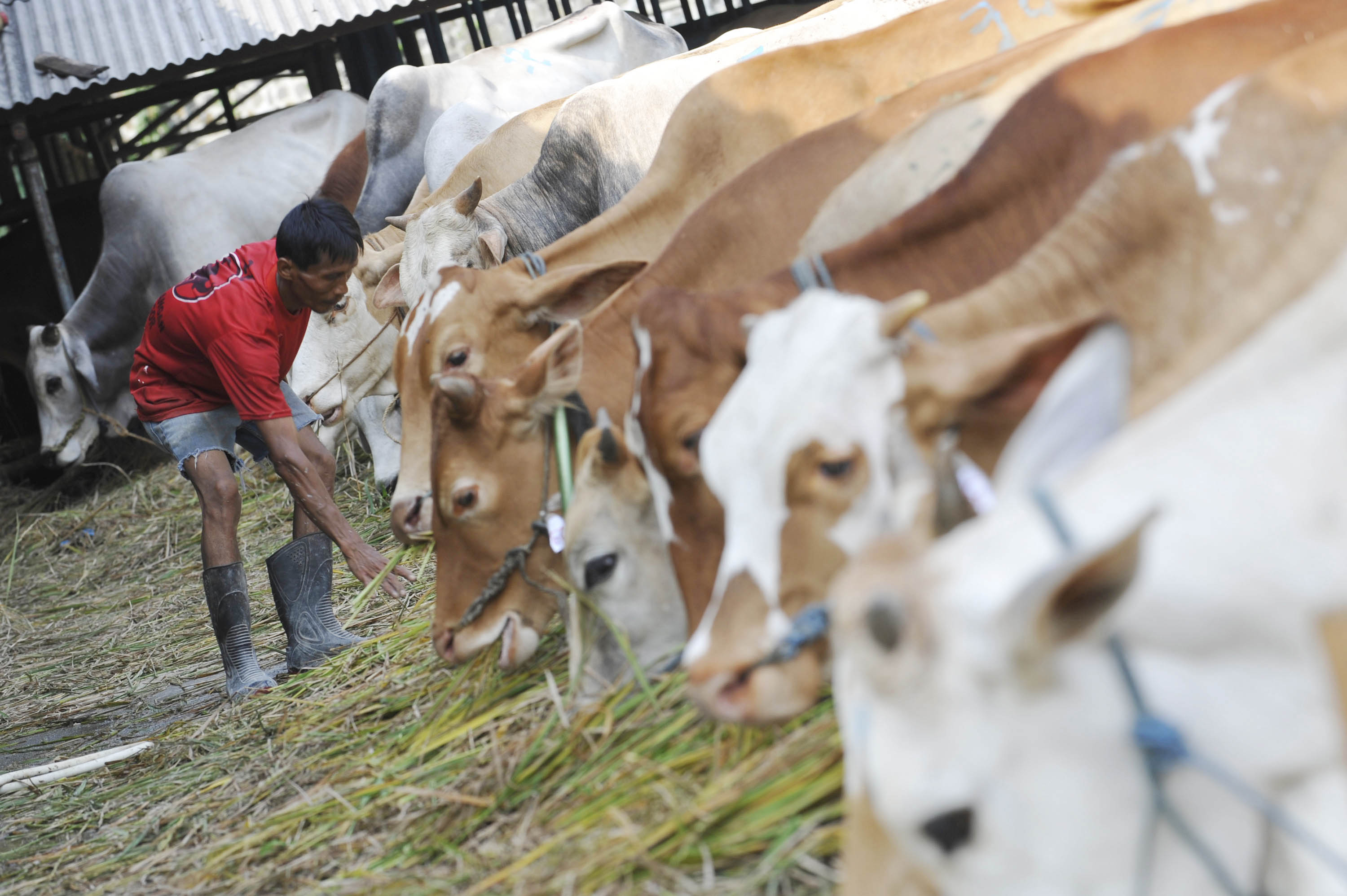  FOTO: Konsorsium peternakan sapi 